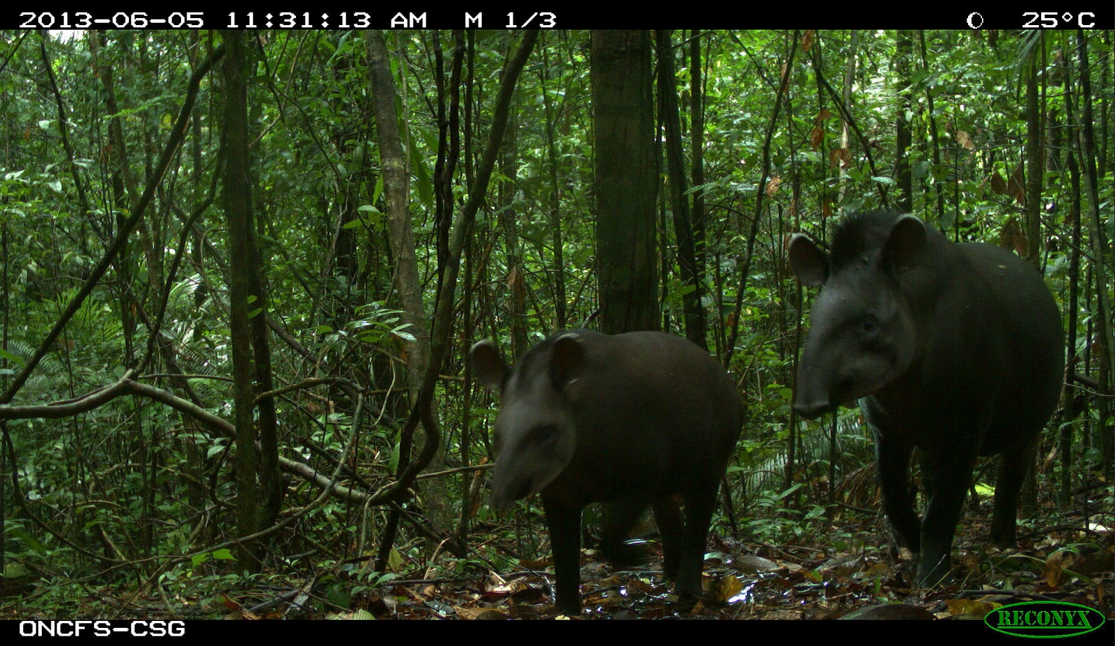 cnesj_csg_tapirs.jpg