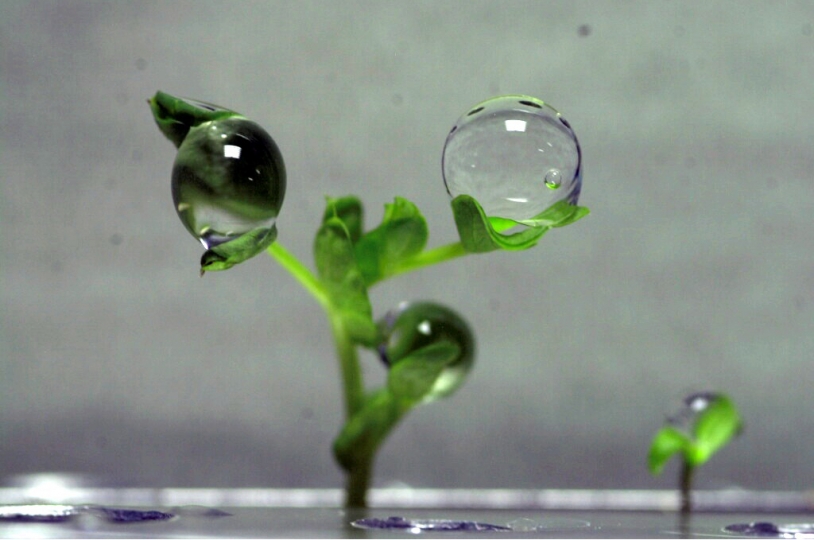Bulles d&#039;eau sur une plante en impesanteur : expérimentation russe sur l&#039;ISS - © NASA